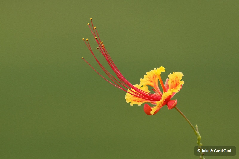 J01_1914 Bishan Park flower.JPG